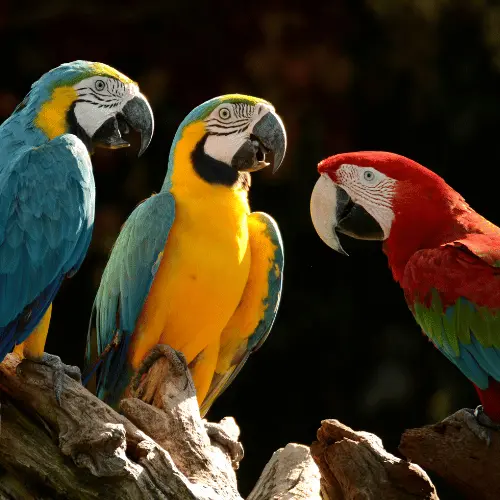 Parrots