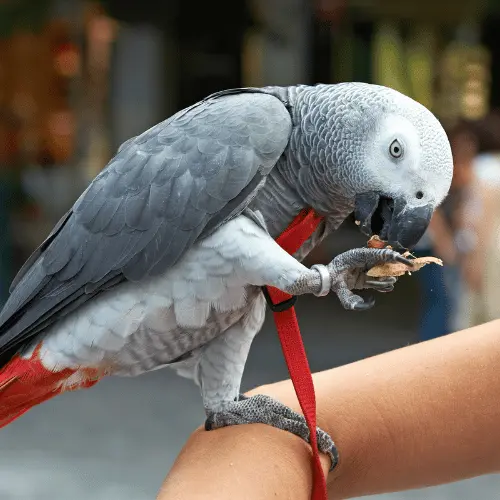 Parrots eating