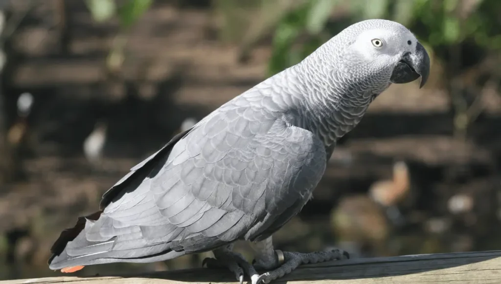 Understanding African Grey Parrots