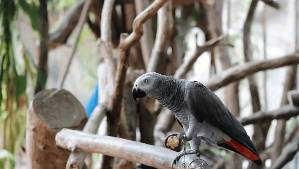 Caring for an African Grey Parrot