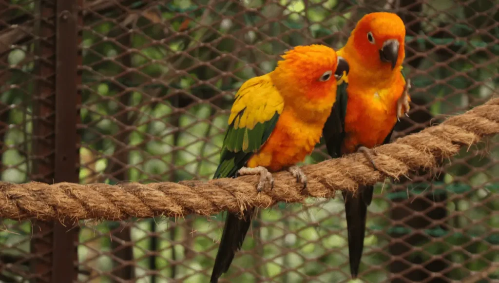 Caring for a baby parrot