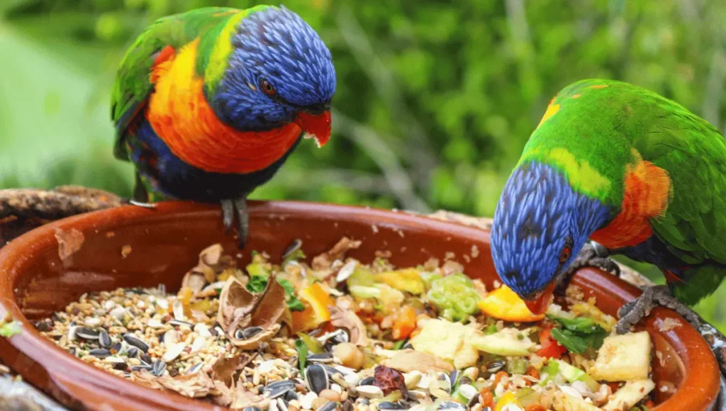 Feeding Your Baby Parrot