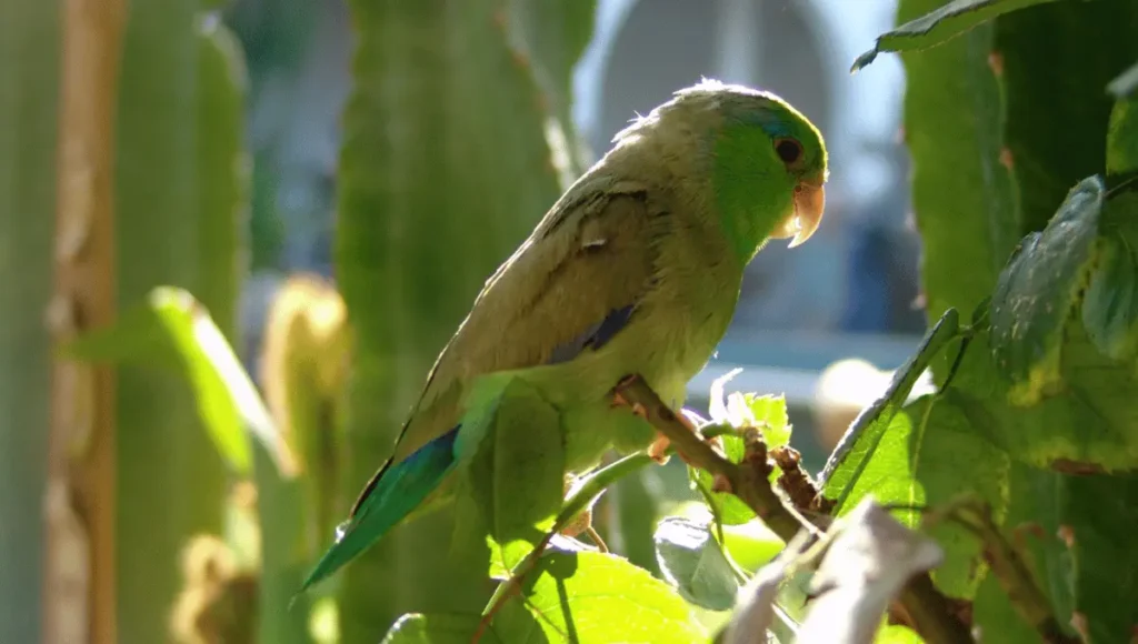 Preparing Your Home for a Baby Parrot