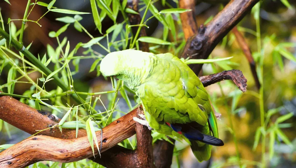 Monitoring and Maintaining Your Baby Parrot’s Health