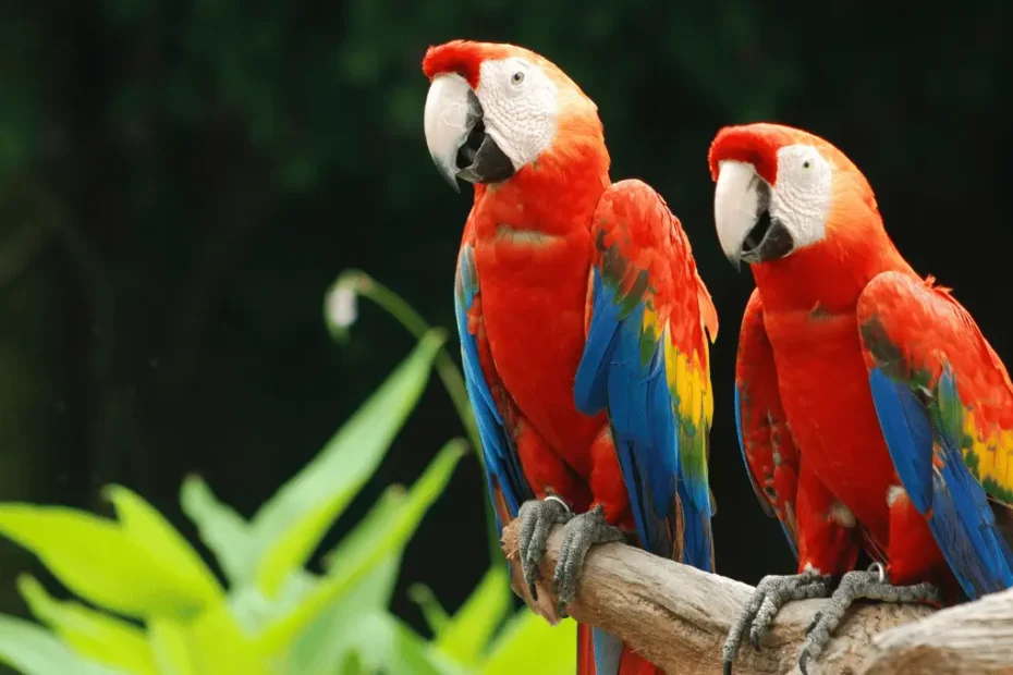 "Eclectus Parrot Care: Feeding, Grooming & More"