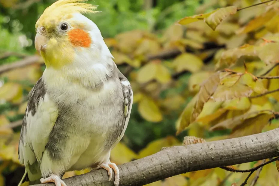 Cockatiel Diet and Care:  Tips for a Friendly Bird