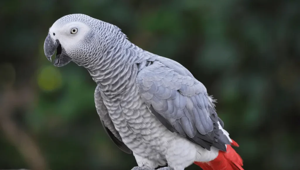 Understanding Grey Parrot Intelligence