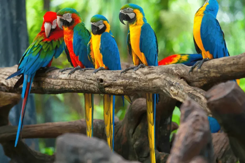 How to Teach Parrots to Speak: A Step-by-Step Guide