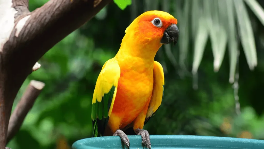 What is a Sun Conure?