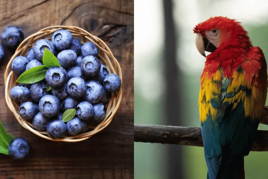 Can Parrots Eat Blueberries? Health Benefits and Risks