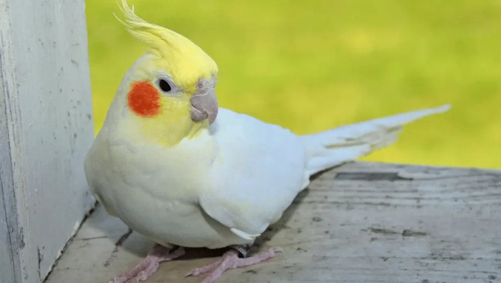 How Long Will a Cockatiel Live?