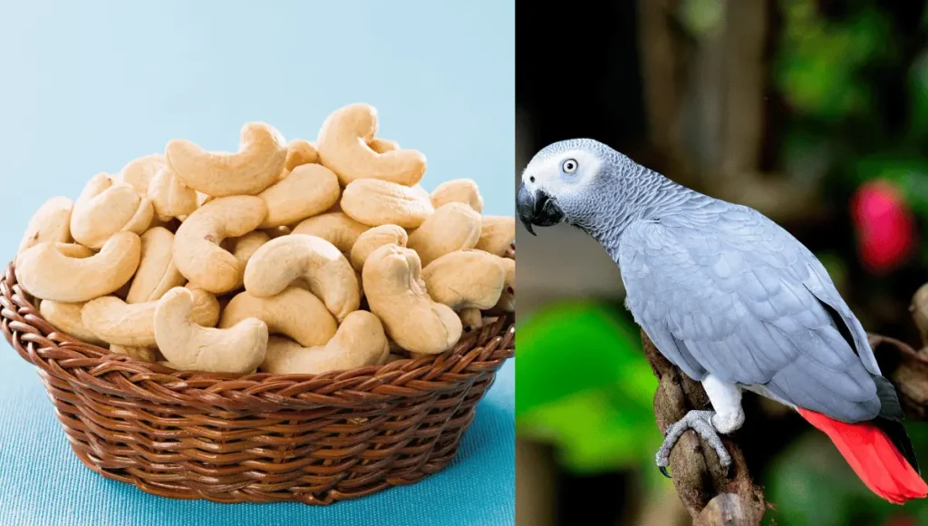 Are Cashews Safe for Parrots?