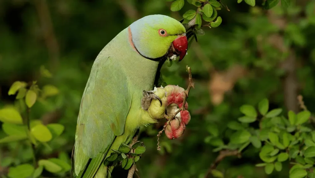 Rose-Ringed Parakeet Lifespan