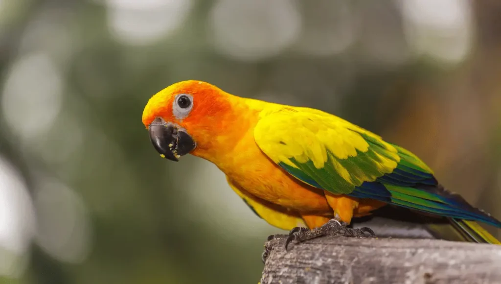 Do Sun Conures Talk to Humans?