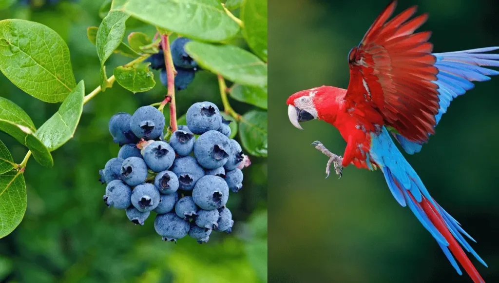 Are Blueberries Safe for Parrots?