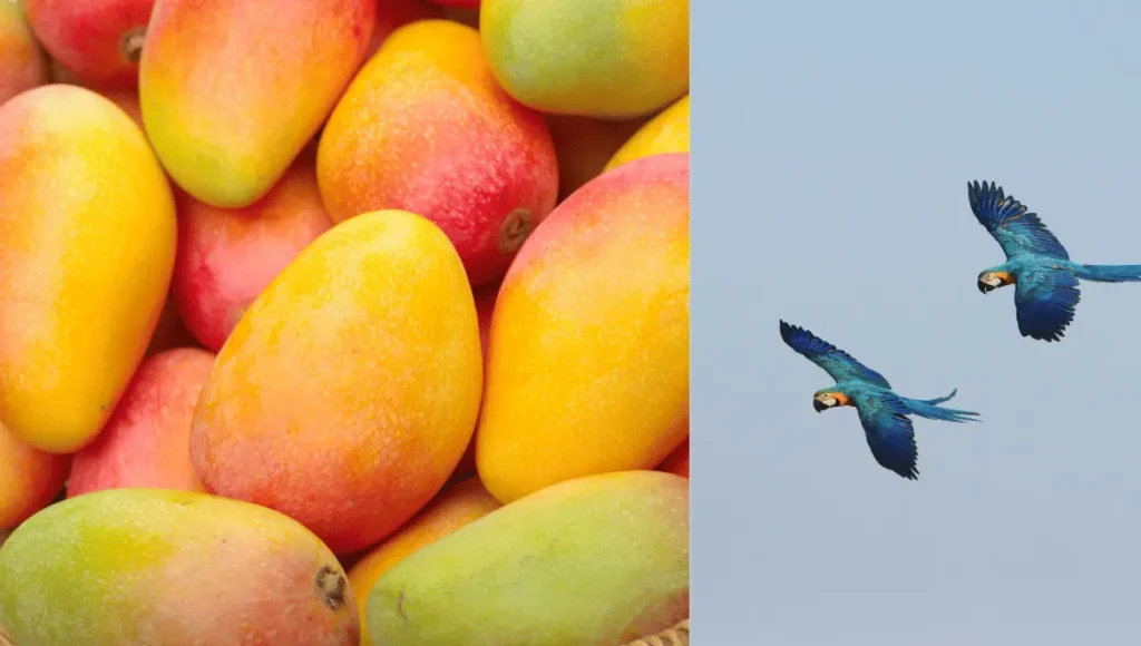 Tips for a Balanced Parrot Diet