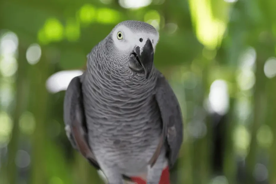 Grey Parrot Personalities: What Makes These Birds Unique