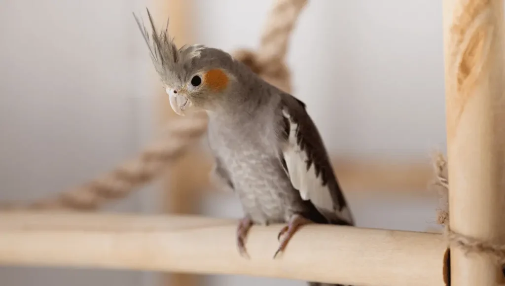 When Do Baby Cockatiels Start Drinking Water?