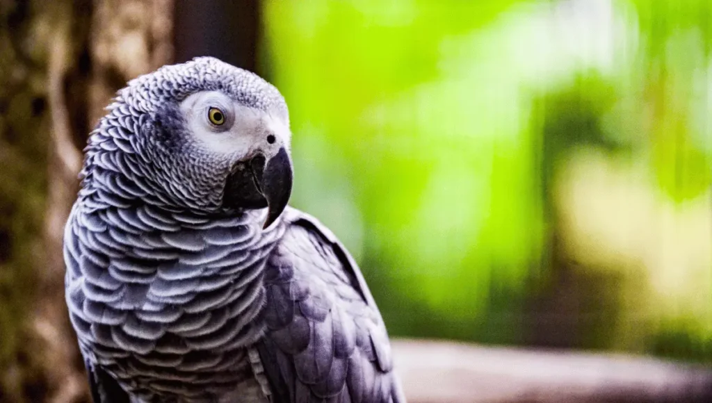 How to Nurture a Grey Parrot's Unique Personality