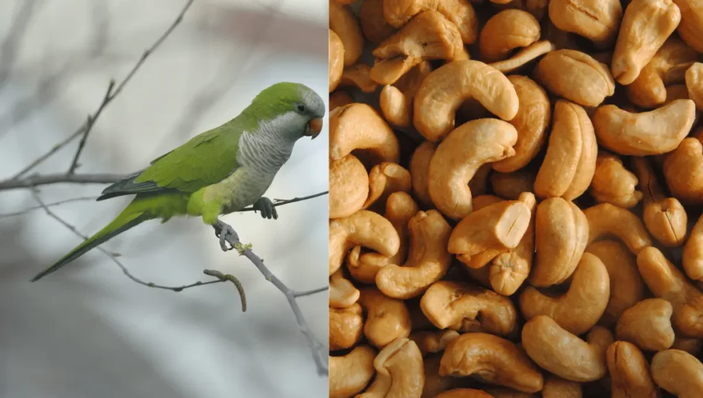 How to Safely Feed Cashews to Parrots