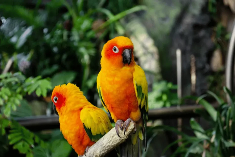 How Parrots Talk Like Humans: The Secret Explained