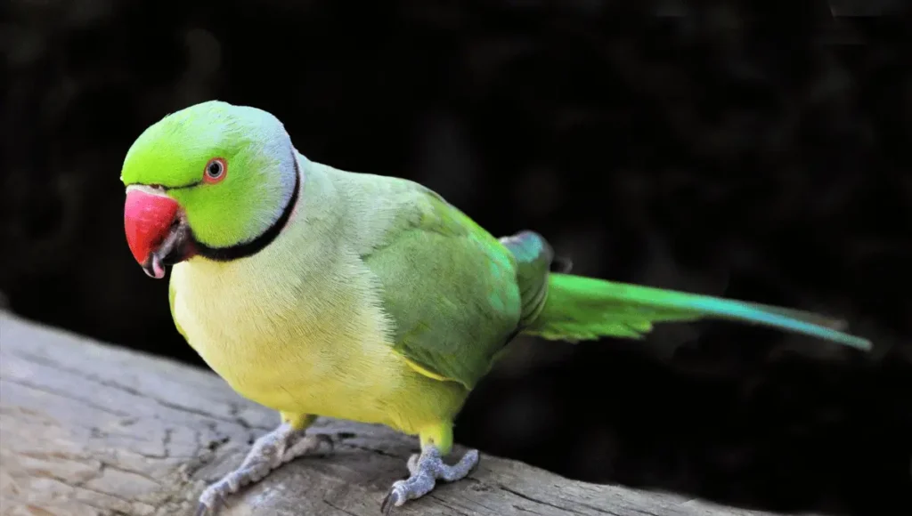 Rose-Ringed Parakeet Intelligence