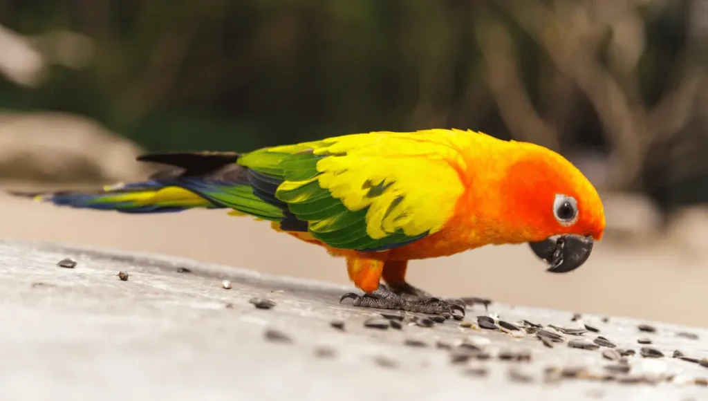 Sun Conure Diet