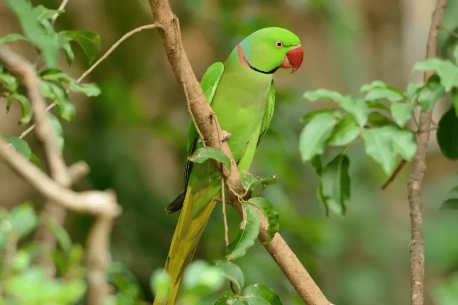 Rose-Ringed Parakeet Facts: Behavior, Habitat & Care