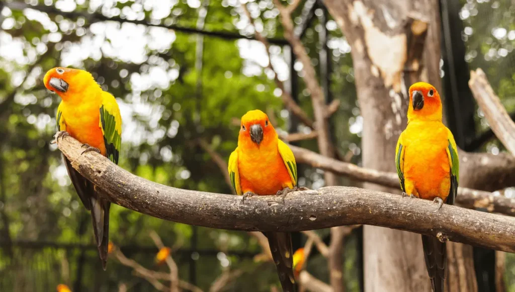 Sun Conure