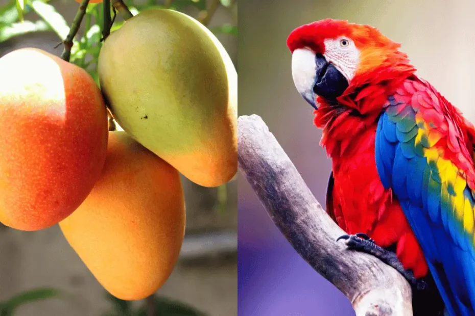 Can Parrots Eat Mango?  Health Benefits and Feeding Tips