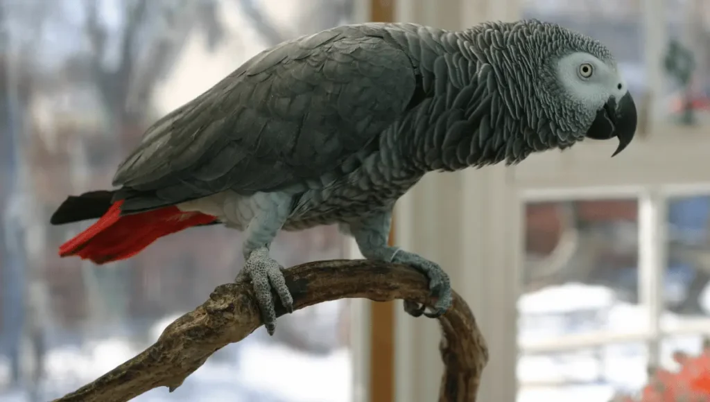 Grey parrots