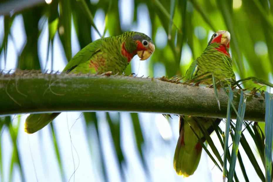 How to Entertain Your Parrot: Top Fun Tips!