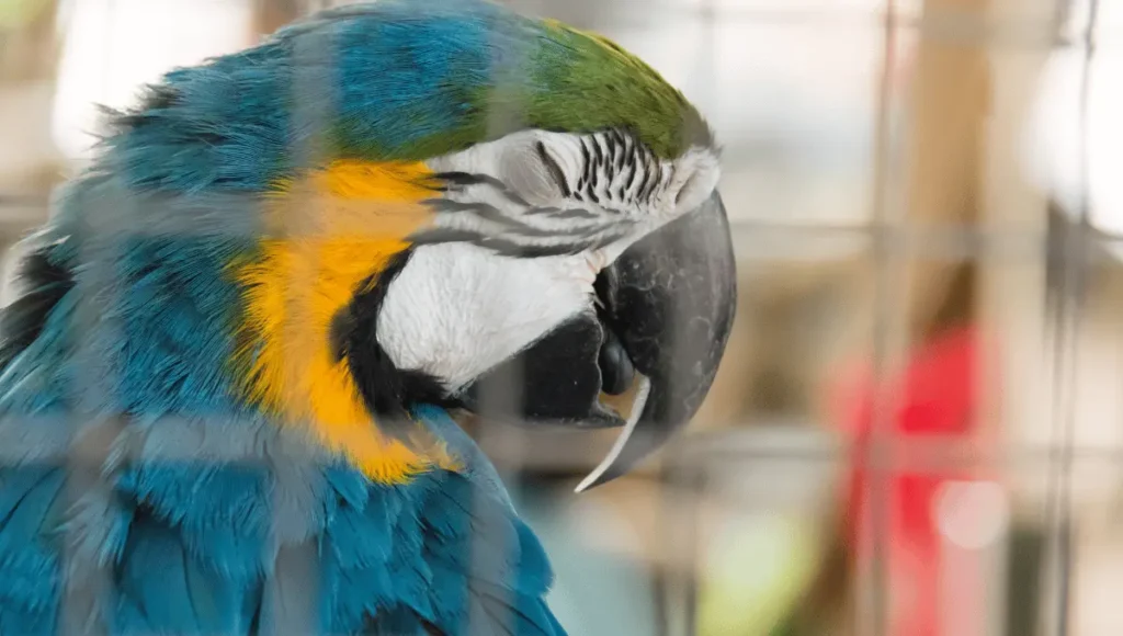 Understanding Your Parrot's Sleep Needs