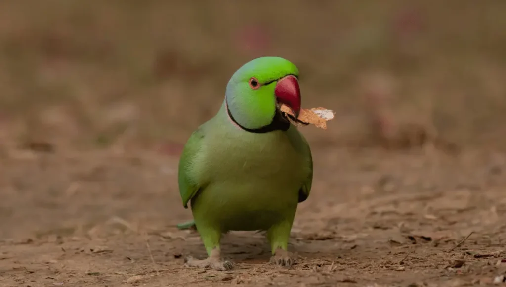 Rose-Ringed Parakeet Temperament