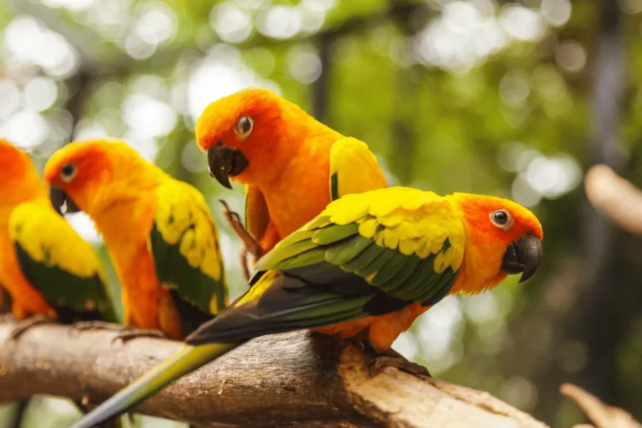 Sun Conure Lifespan, Diet, and Behavior Guide