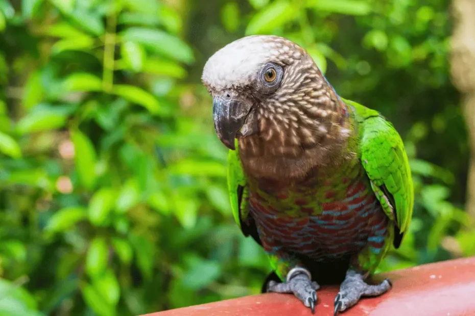 ed-Fan Parrot: Care, Facts, and Personality Guide