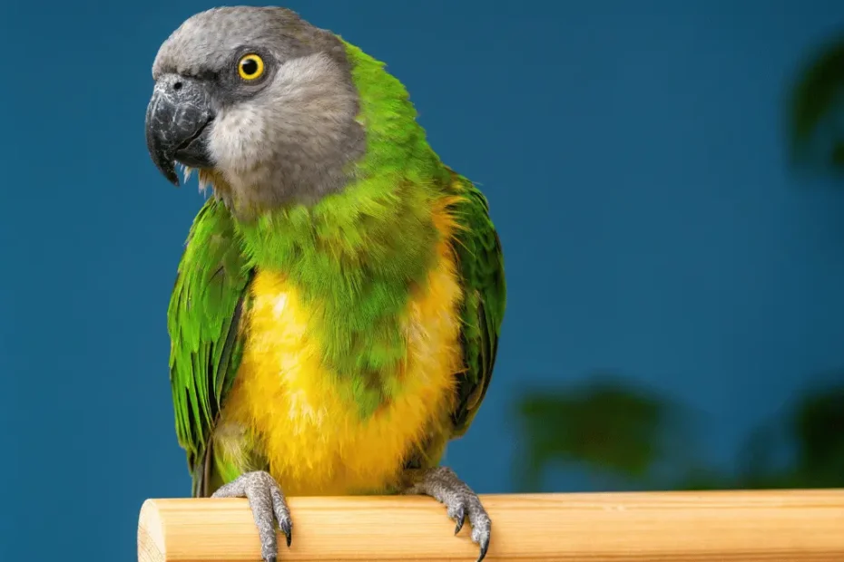 Senegal Parrot Care Guide: Tips for a Happy, Healthy Pet