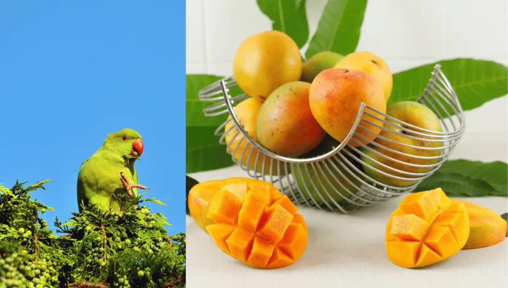 Risks of Feeding Mango to Parrots