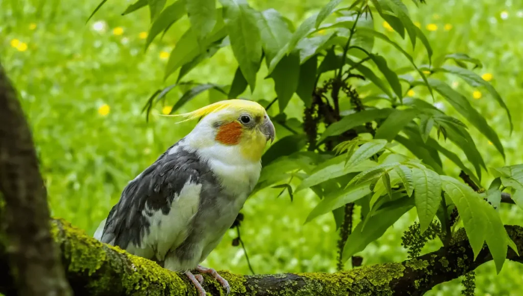 Cockatiel