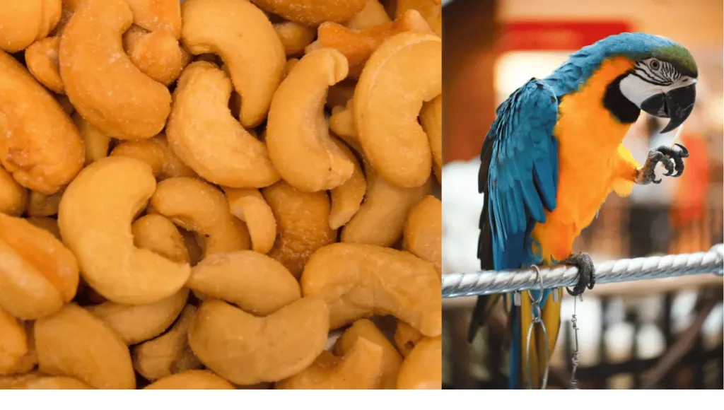  can parrots eat cashews?