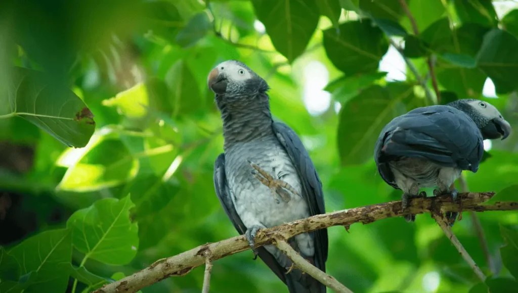 Health and Wellness Tips for a Happy Grey Parrot