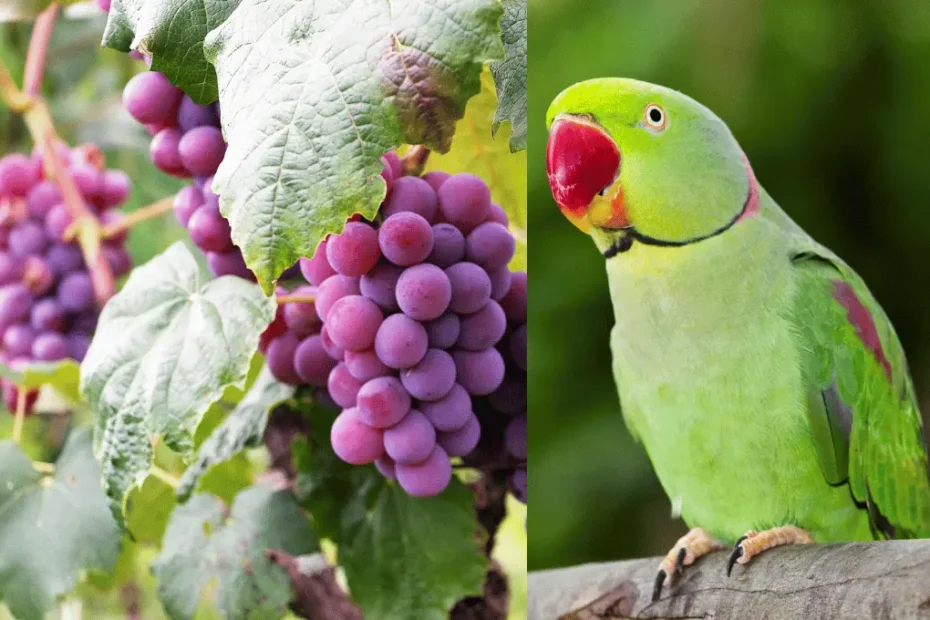 Can Parrots Eat Grapes? What You Need to Know