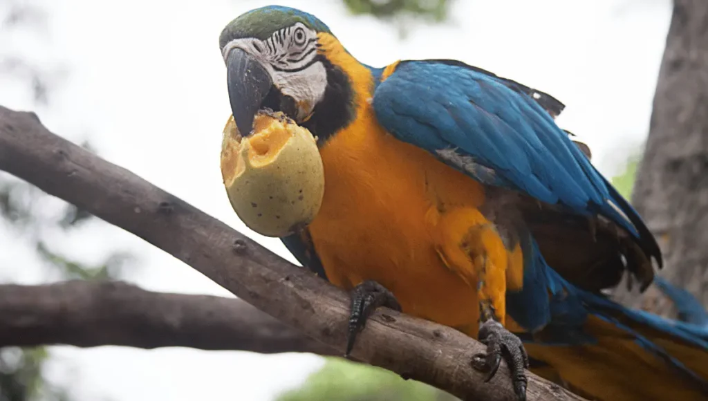 Can Parrots Eat Mango?