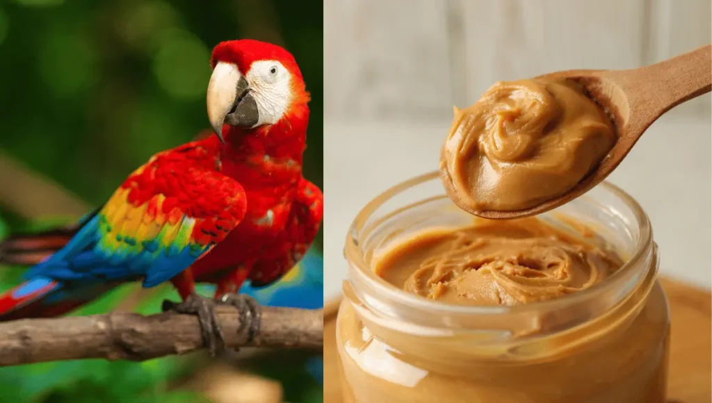 Is Peanut Butter Safe for Parrots?