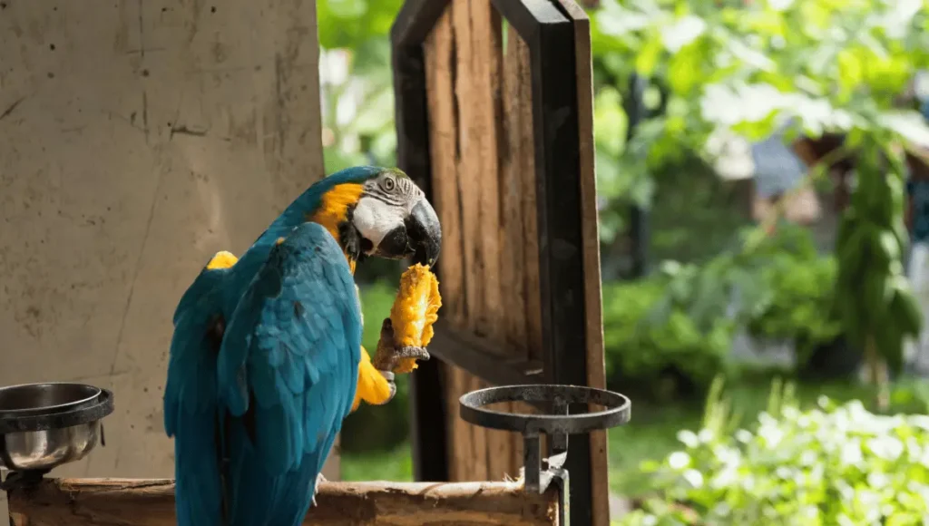 How to Safely Feed Mango to Your Parrot