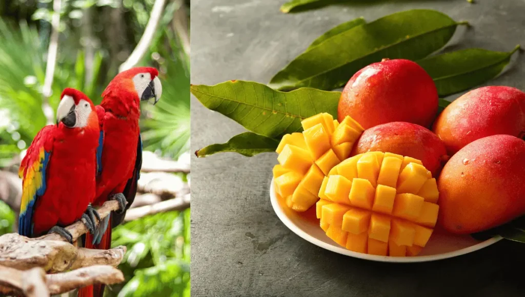 Can Parrots Eat Mango