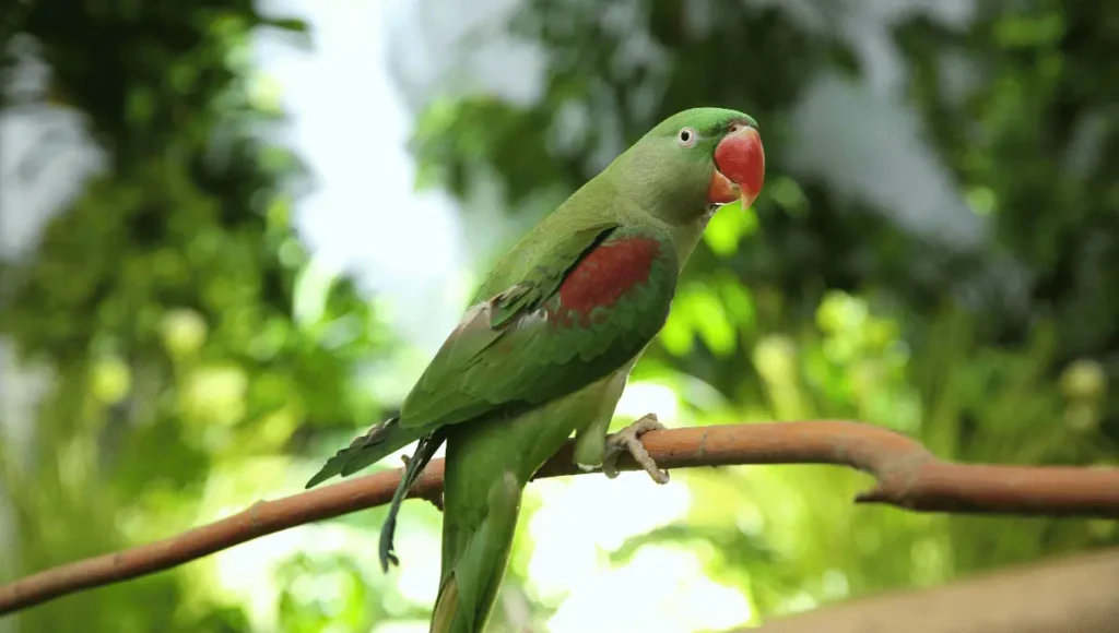 Homemade Parrot Medicine for Cold