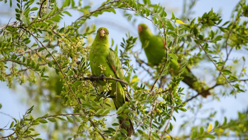 How to Feed Parrot Medicine at Home