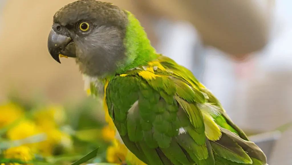 feed parrot medicine