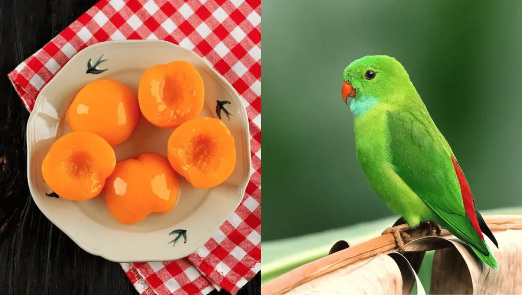 Alternatives to Peaches for Parrots